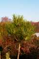 Pinus resinosa WB IMG_2774 Sosna czerwona